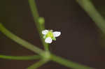 American water plantain